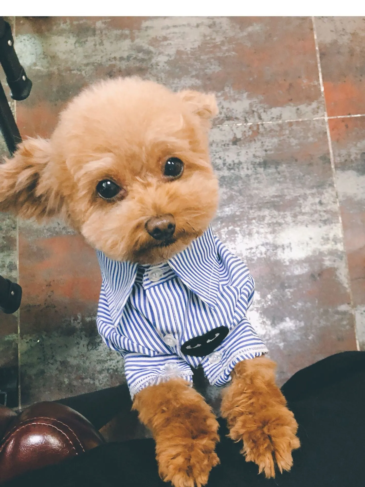 striped blue collared shirt